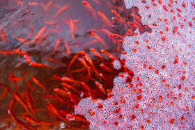 رهاسازی ماهیان قرمز در آب‌های آزاد مساوی با نابودی گونه‌های بومی